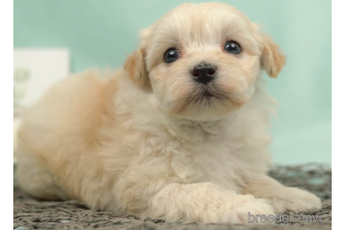 成約済の千葉県のマルプー:マルチーズ×トイプードル-222798の4枚目